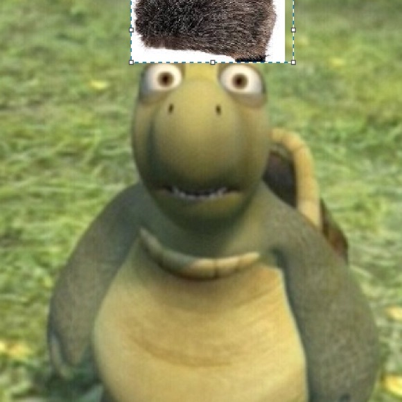 Meet your Posher, Eli - Picture 1 of 1